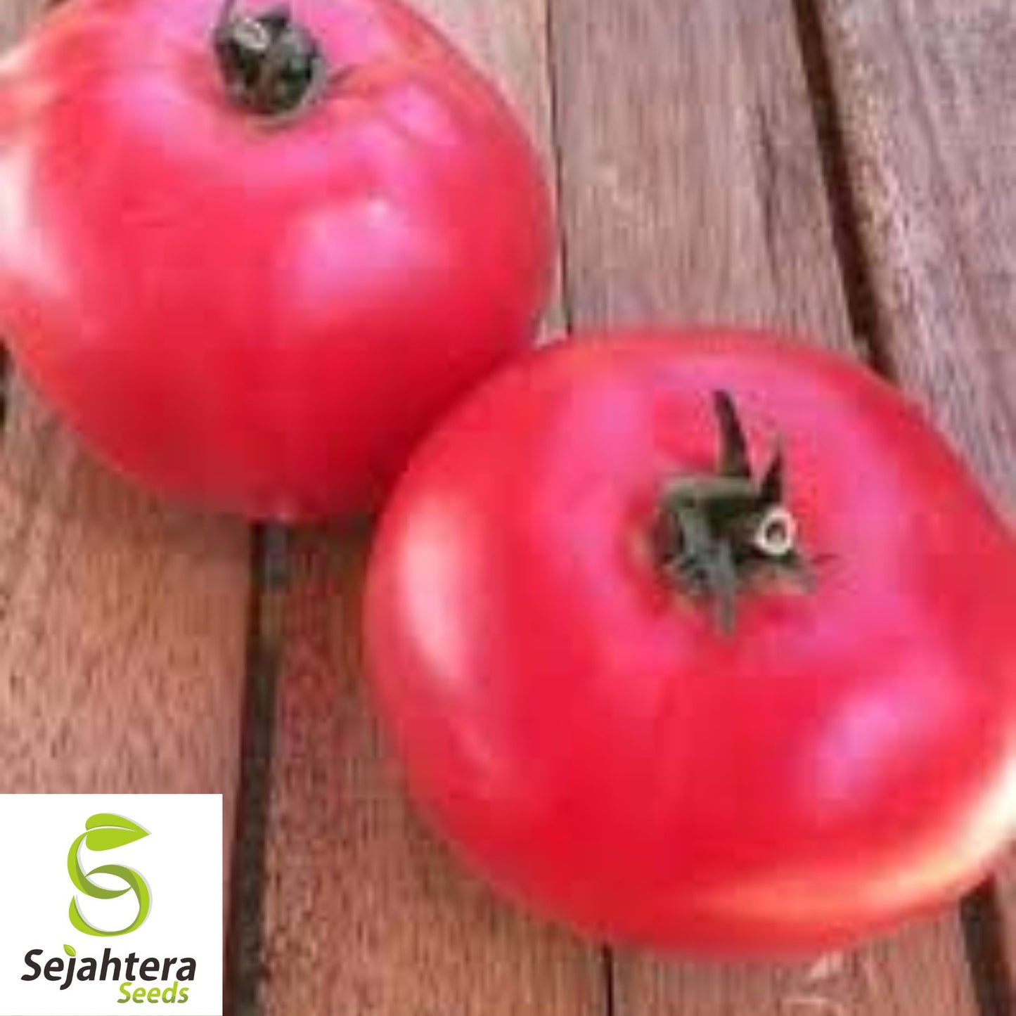 Ponderosa Pink Tomato Seeds 50 Ct | Heirloom NON-GMO Vegetable Garden USA