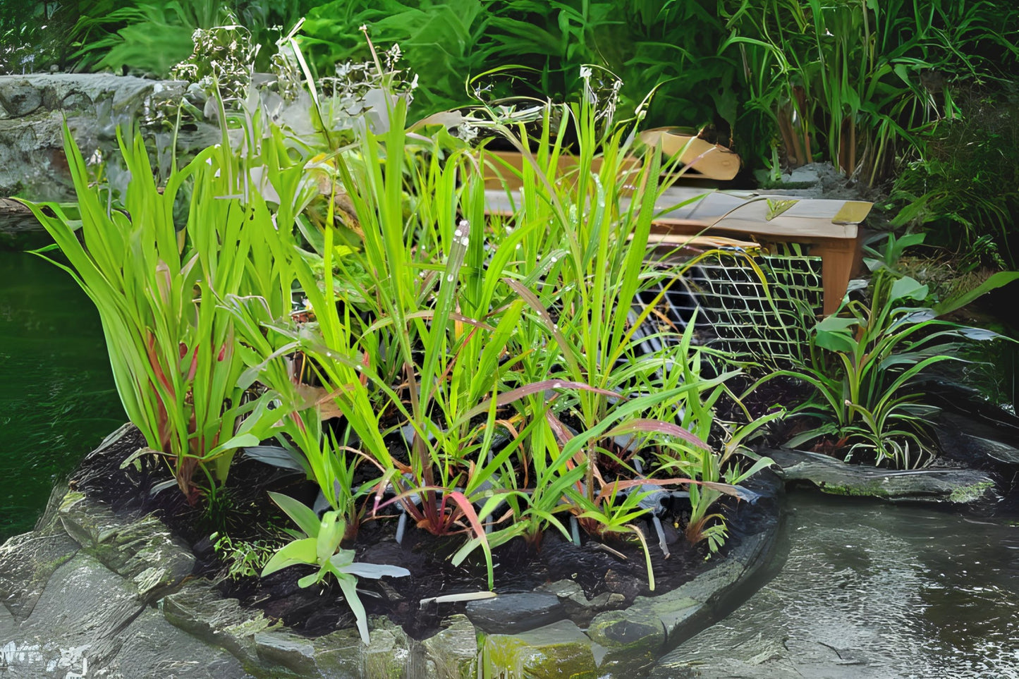 Niagara Big Bluestem (Andropogon gerardii 'Niagara')