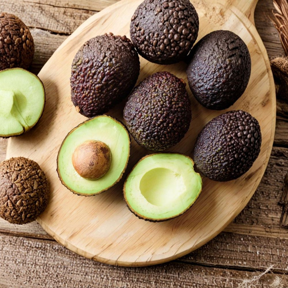 Super Hass Avocado Tree – Persea americana Grafted Organic Tree | Approximately 4 Feet Tall Fast Growing | Durable | Premium Hass Flavor