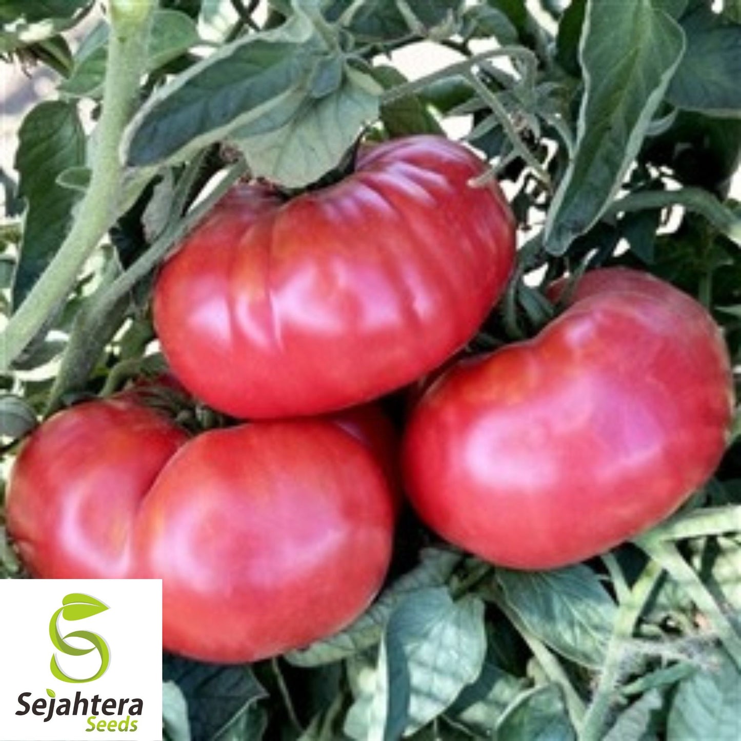 30 Giant Belgium Pink Tomato Seeds - Non-GMO, Heirloom & Sweet Flavor Variety