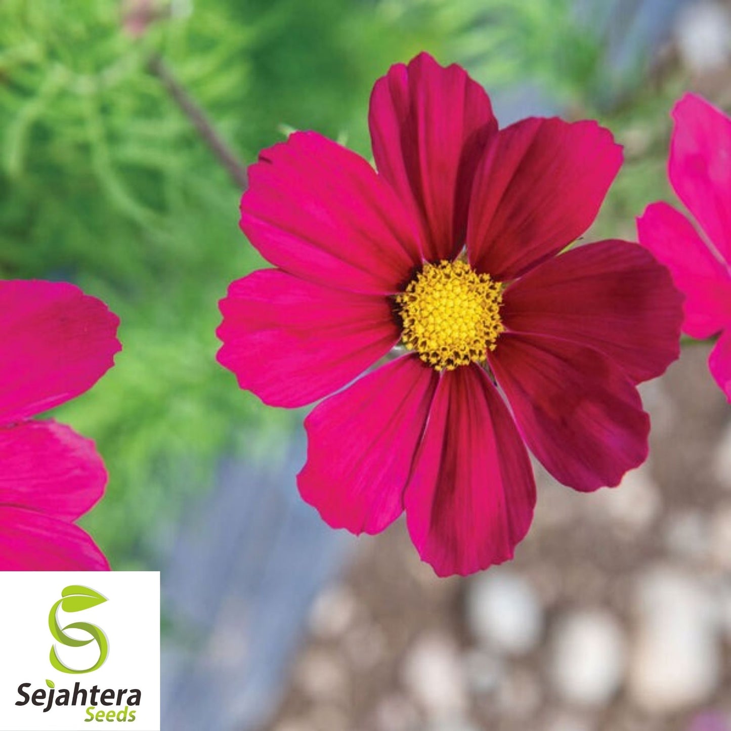 Cosmos Dazzler Seeds 100 Ct | Red Annual Flower Butterfly Garden USA
