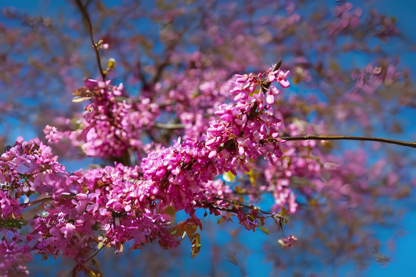 Judas Tree (Cercis siliquastrum)