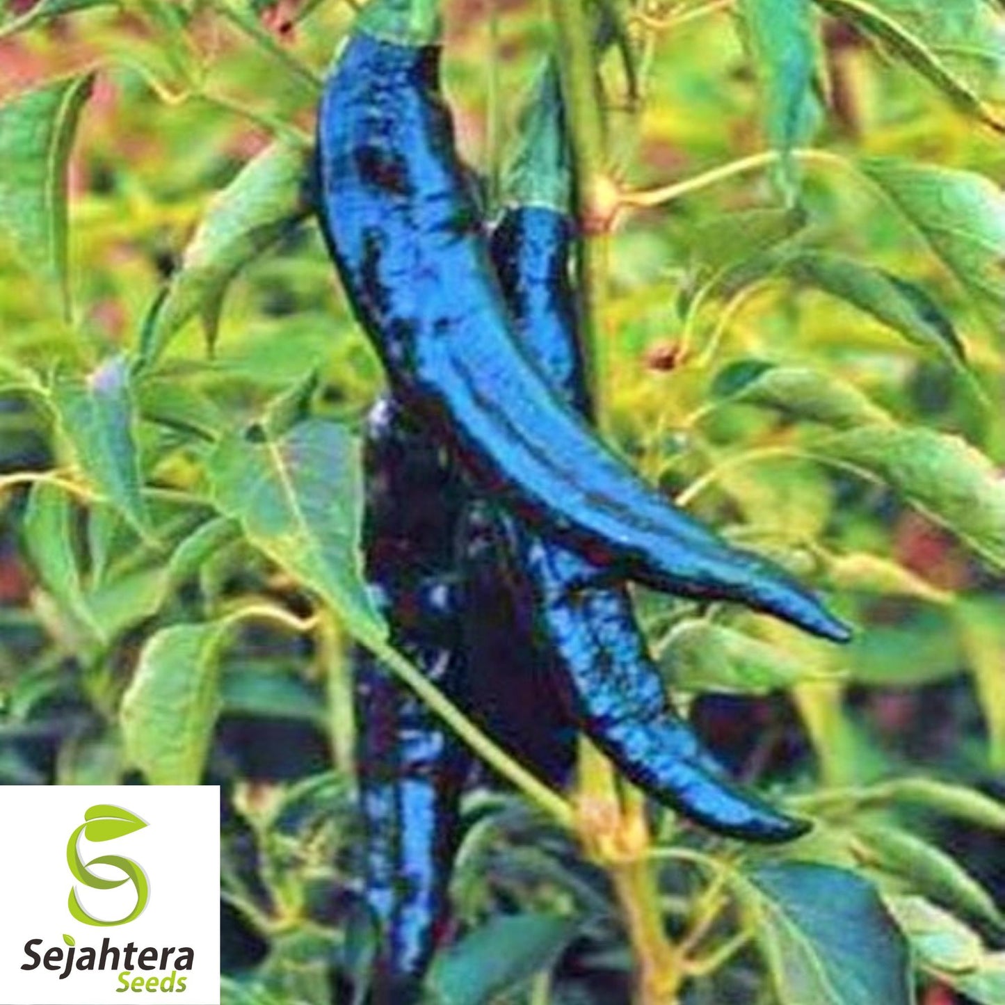 25 Pasilla Bajio Pepper Seeds - Non-GMO, Mild & Smoky Mexican Variety