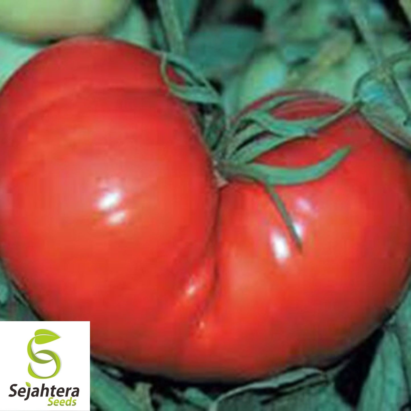 100 Homestead Tomato Seeds - Heirloom, Non-GMO & Heat-Tolerant Variety