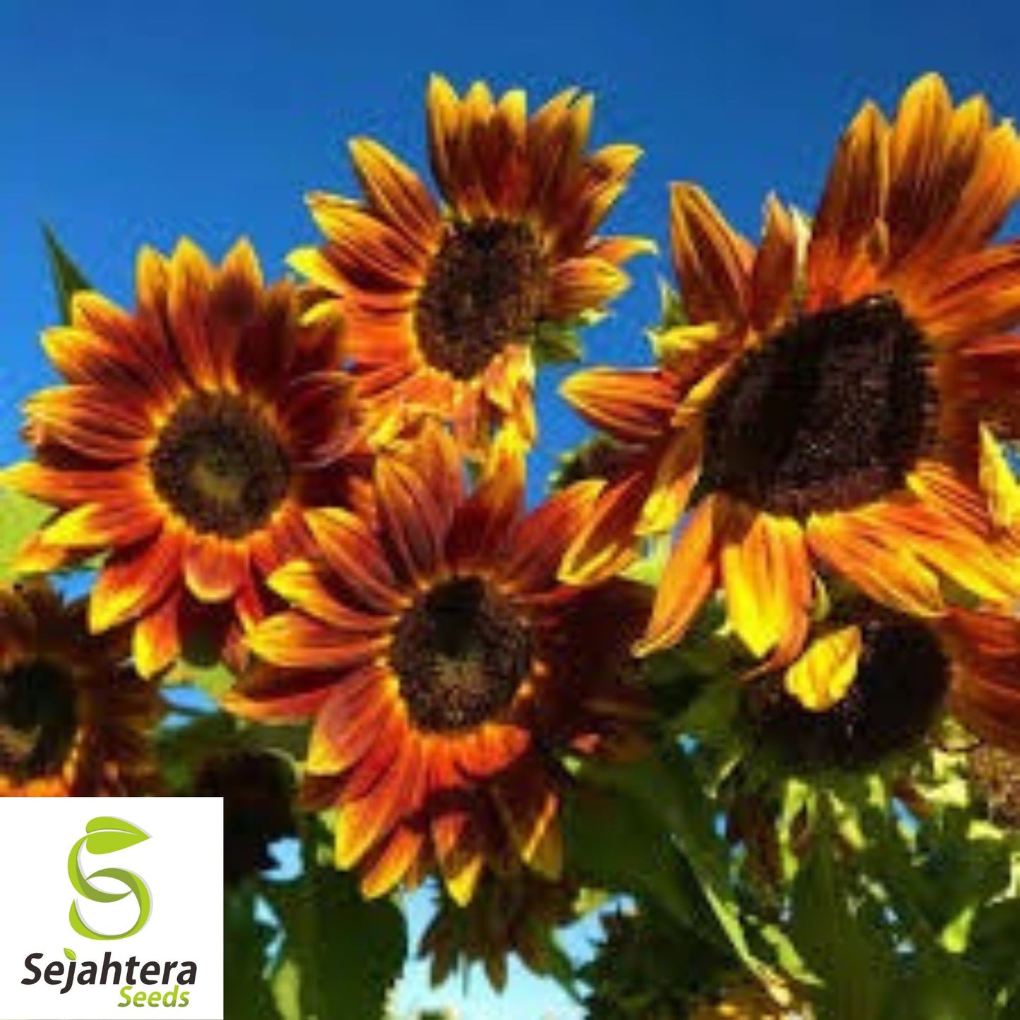 Earthwalker Sunflower Seeds - 100+ Heirloom, Colorful, Rare & Pollinator-Friendly