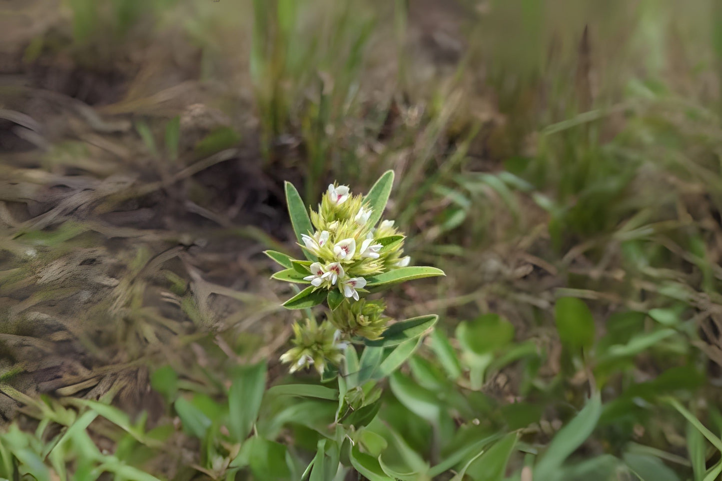Dusty Clover Rabbitfoot Roundhead Lespedeza Roundheaded Bush Clover (Lespedeza capitata)