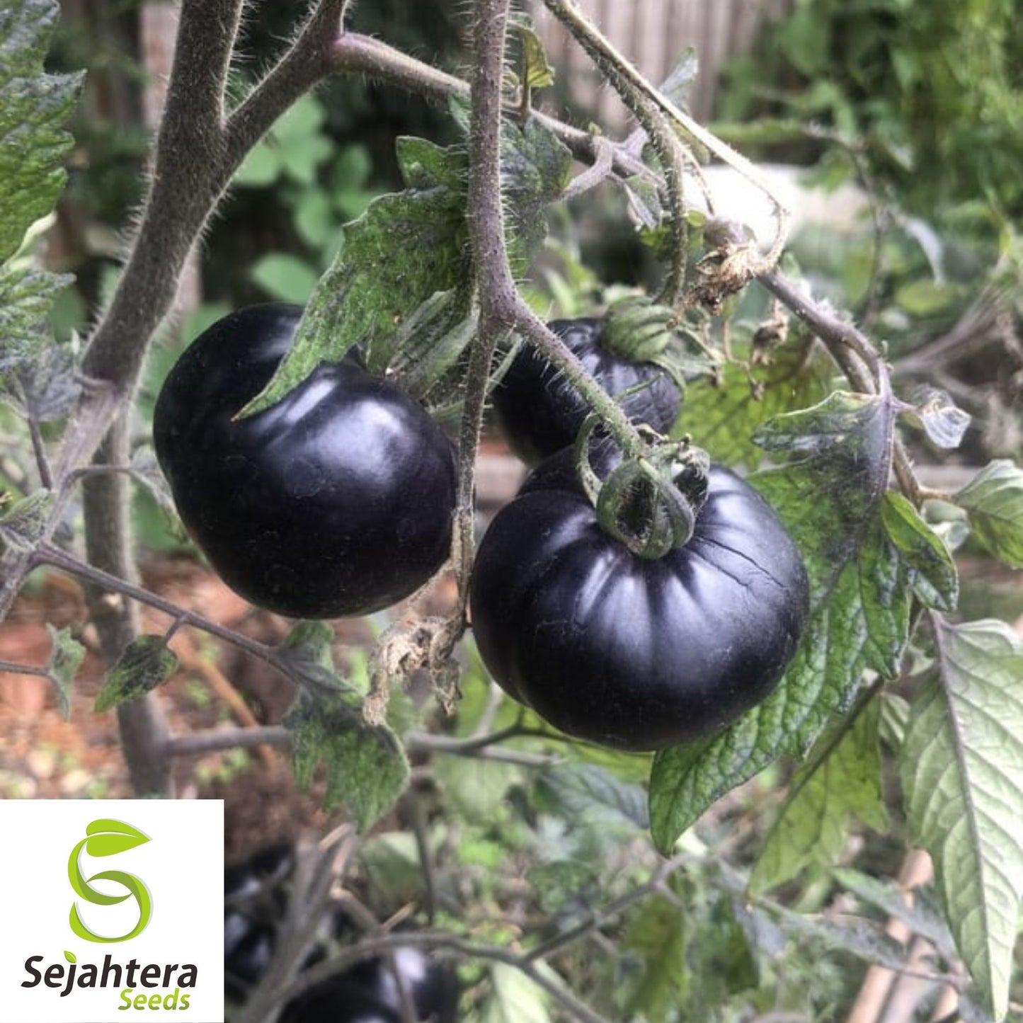 Black Sea Man Tomato Seeds - 120+ Heirloom, Organic, Non-GMO & Rare
