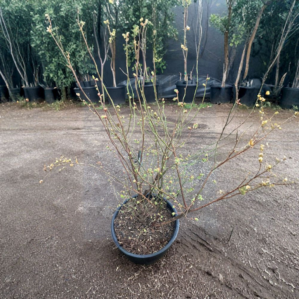 Blueberry ‘Sweetheart’ – Vaccinium corymbosum Live Plant | 2–3 Feet Tall | Ships in 3 Gallon Pot High Yield Variety | Large Sweet Berries | Extended Harvest Season