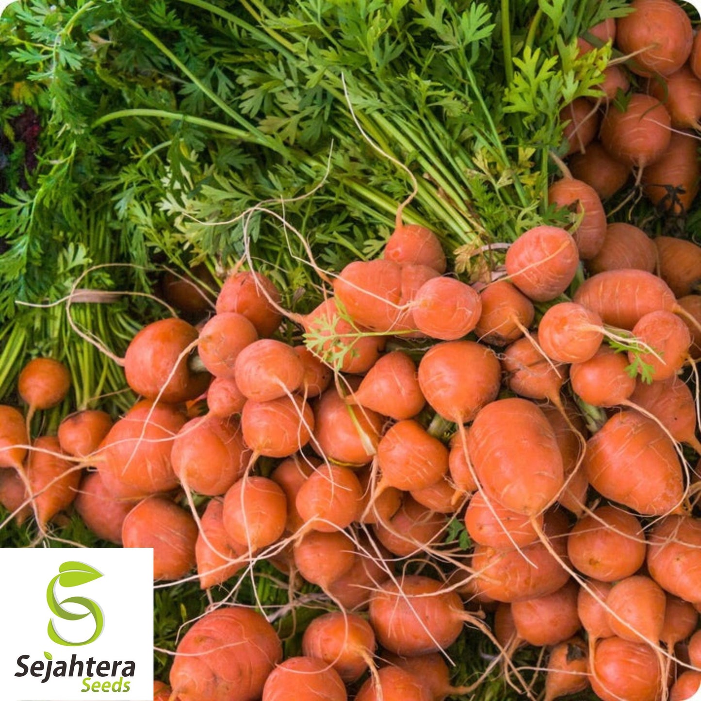 300 Parisian Market Carrot Seeds - Non-GMO, Sweet & Round Variety