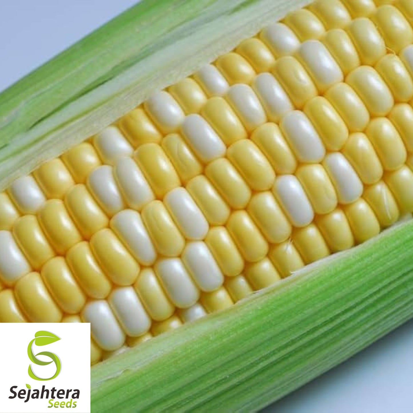Peaches & Cream Corn Seeds - 30 Organic Heirloom - Sweet & Juicy - Non-GMO