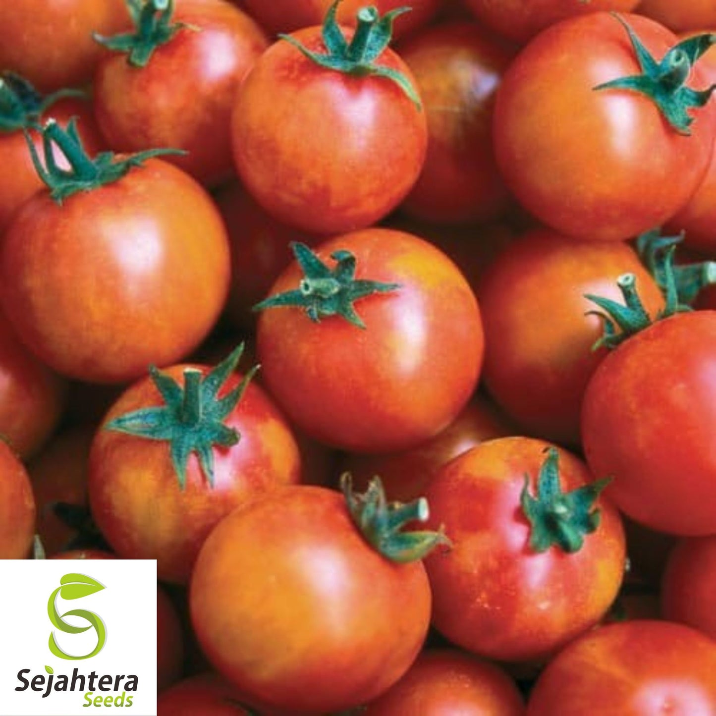 30 Isis Candy Cherry Tomato Seeds - Non-GMO, Sweet & Colorful Heirloom Variety