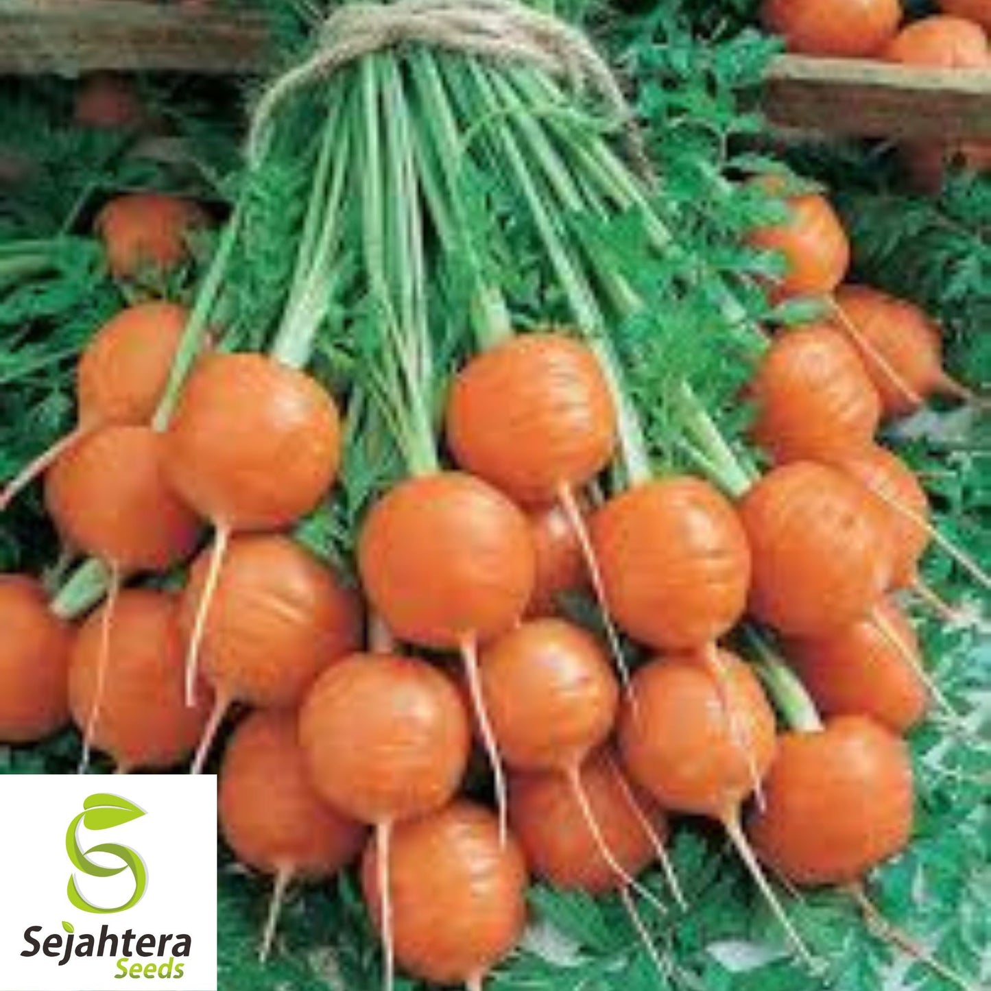300 Parisian Market Carrot Seeds - Non-GMO, Sweet & Round Variety