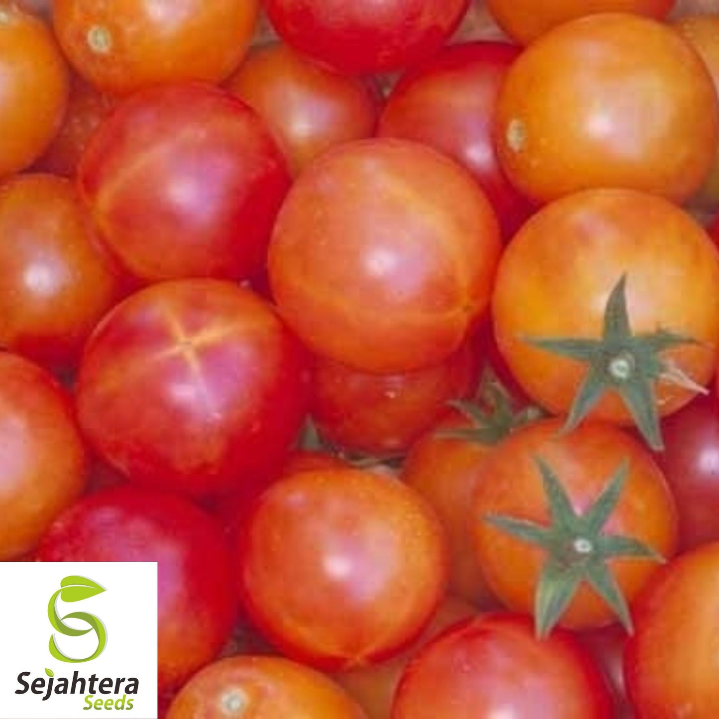 30 Isis Candy Cherry Tomato Seeds - Non-GMO, Sweet & Colorful Heirloom Variety