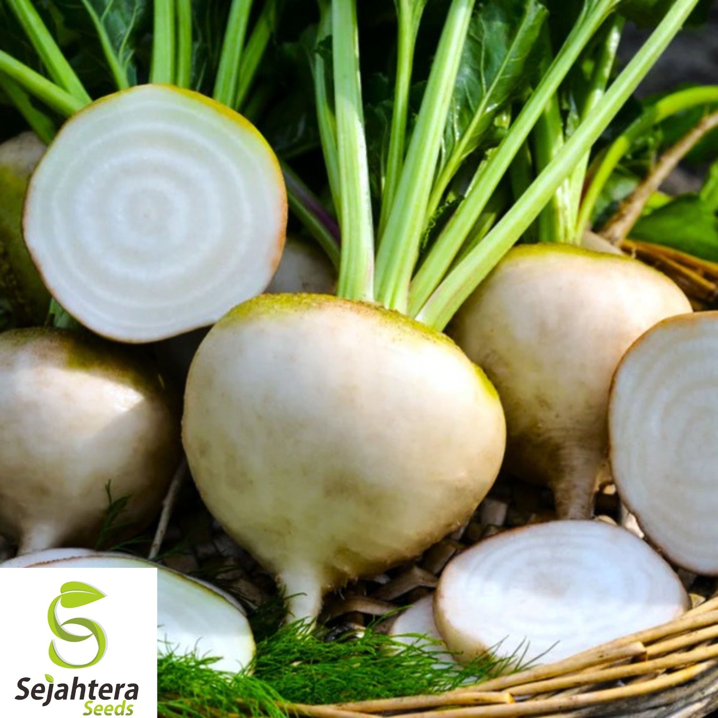 250+ White Albino Beet Seeds - Heirloom, Organic, Non-GMO, Sweet & Tender Variety