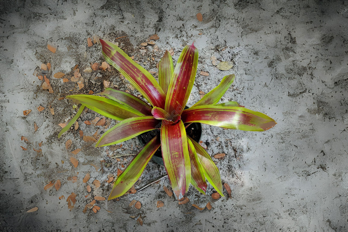 Bromeliad Plant 6" Pot Neoregelia Namaskar Burgundy Foliage (Neoregelia) - Perfect for Interior & Landscape Decor