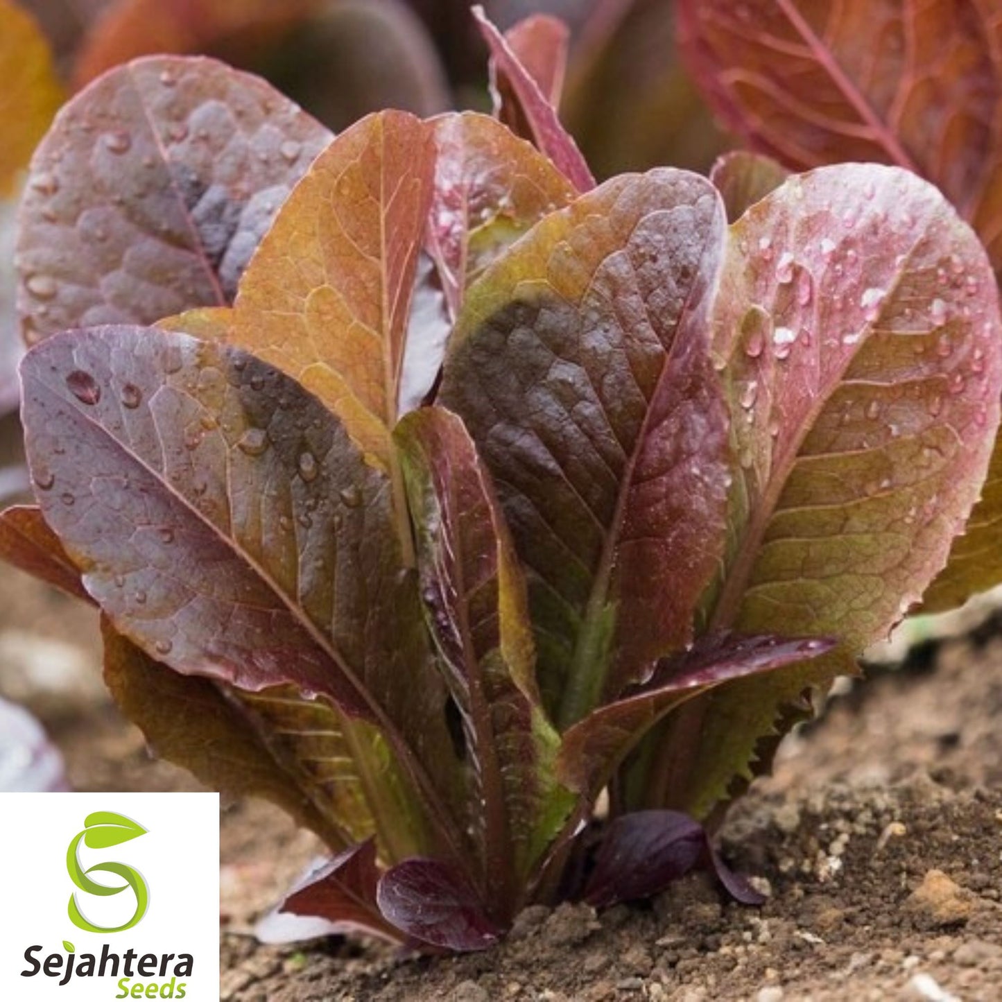 Red Romaine Lettuce Seeds - 500+ Heirloom, Organic, Non-GMO & Crisp Leaves