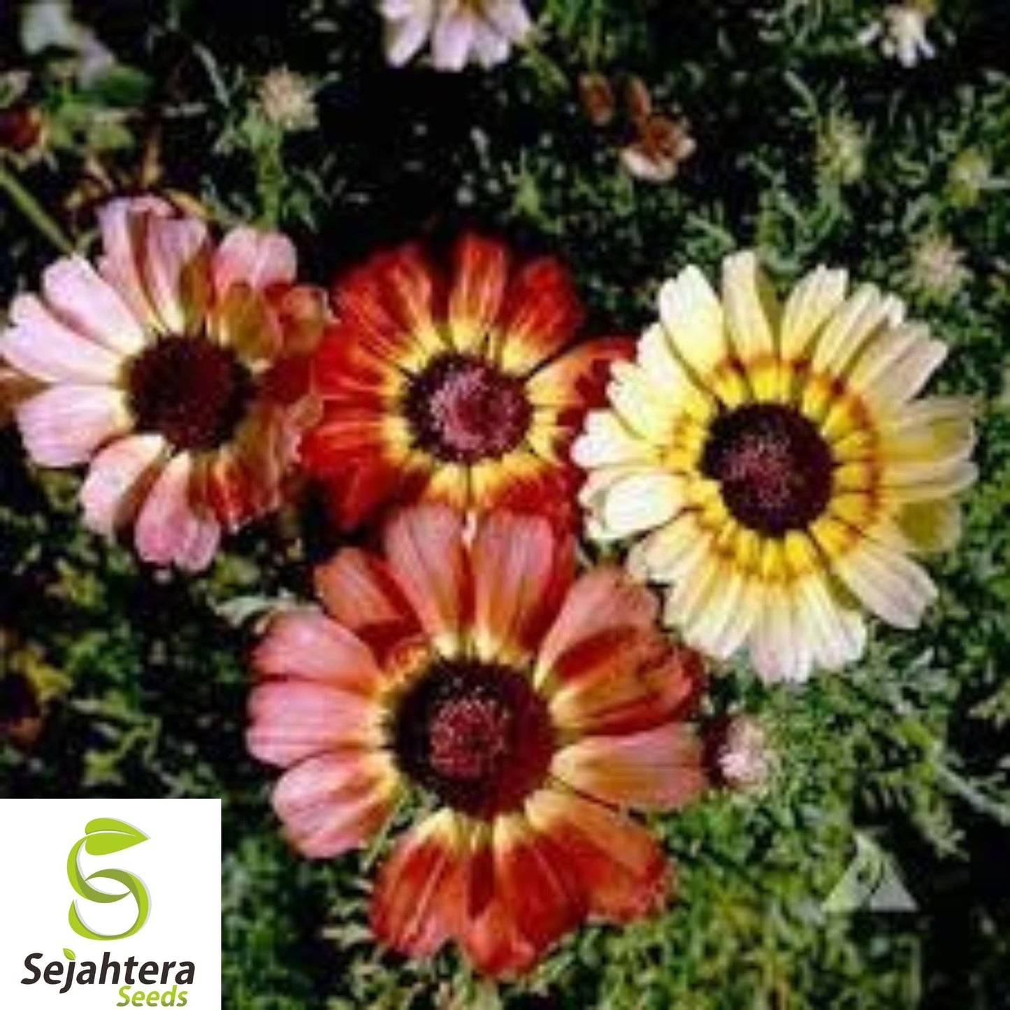 200+ Painted Daisy Mix Seeds - Huge Flowers, Bright Colors, Bee & Butterfly Friendly