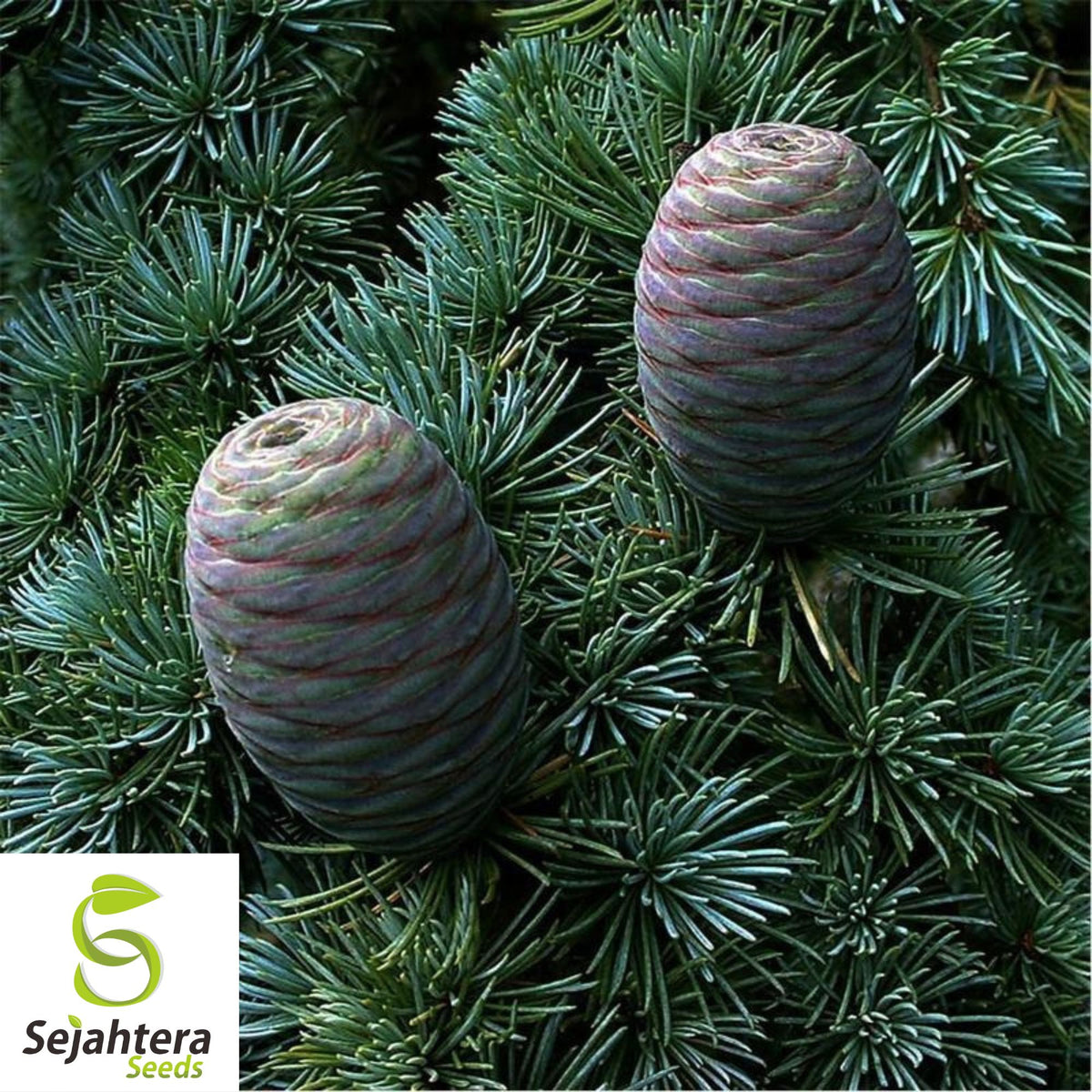 Atlas Cedar Seeds {Cedrus Atlantica} Blue Needle 15 Seeds