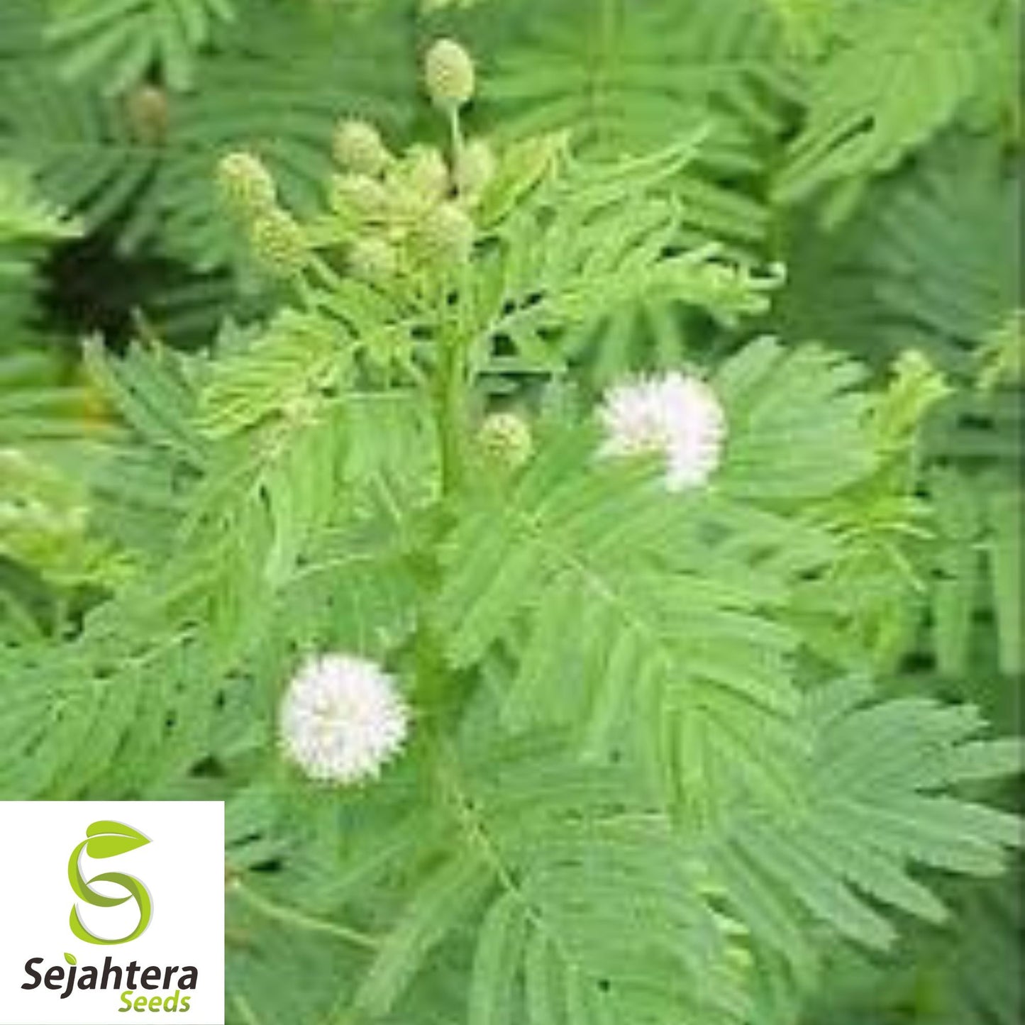 Illinois Bundleflower Seeds {Desmanthus illinoensis} 100+ Seeds