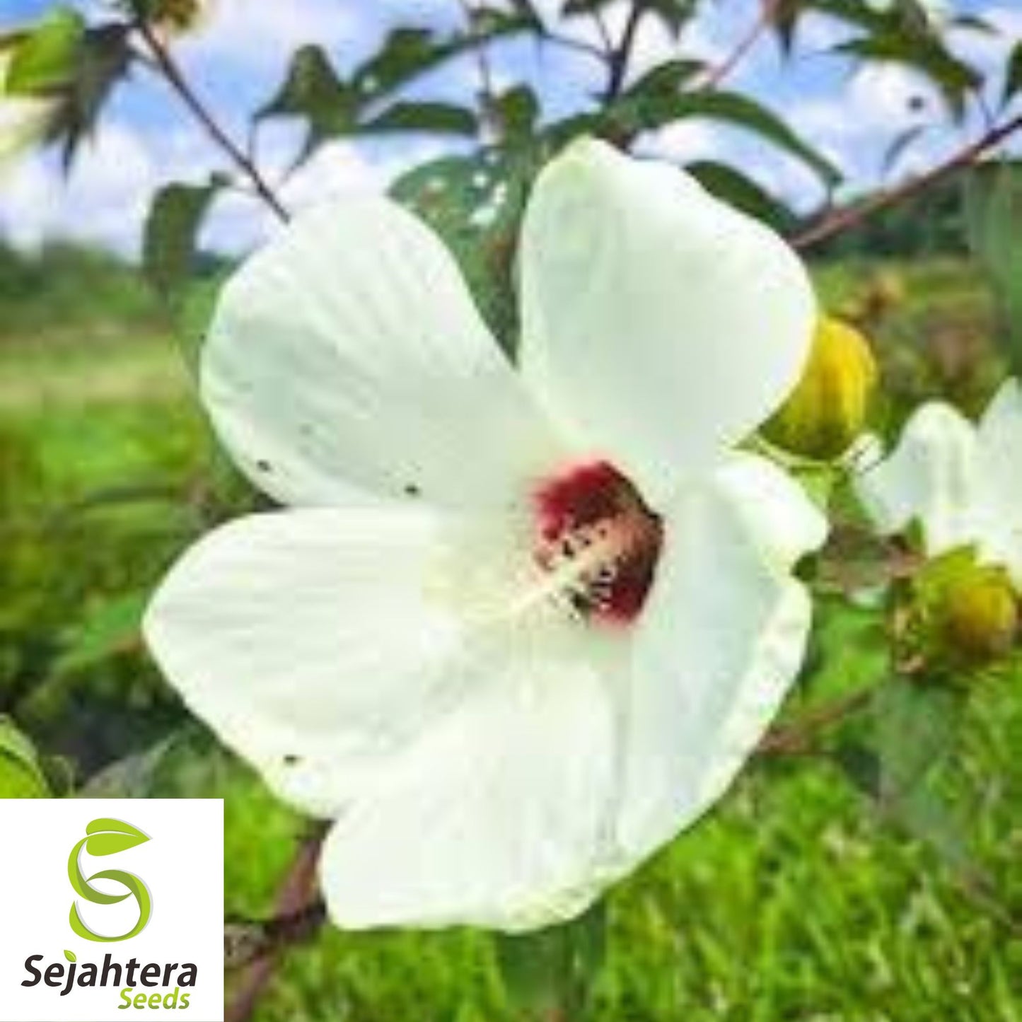25 White Hibiscus Seeds {Crimson Eye} | Perennial Flower