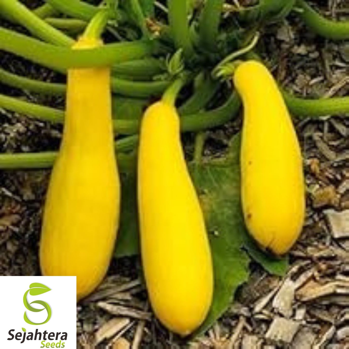 25+ Yellow Crookneck Squash Seeds - Heirloom, Non-GMO, Golden Summer Squash