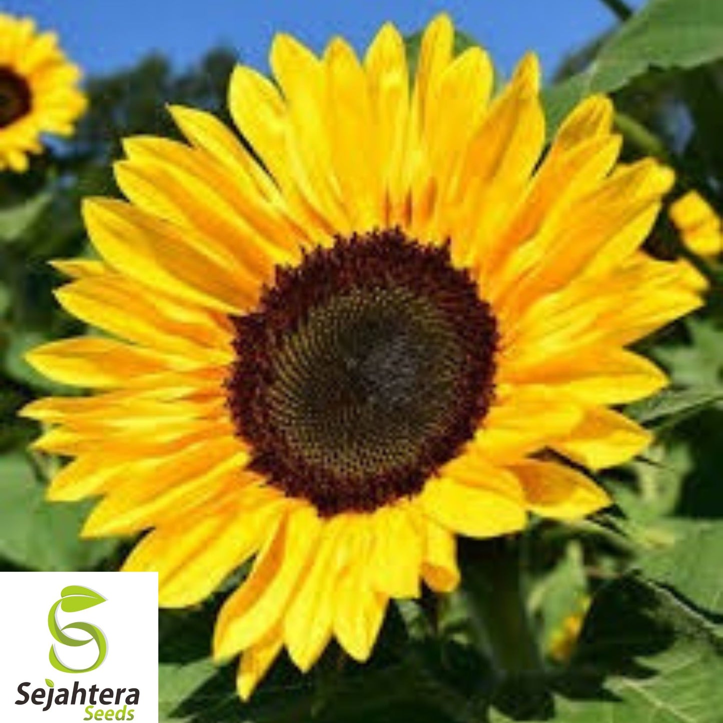 Black Oil Sunflower Seeds - 50+ Heirloom, Non-GMO, High-Yield & Fresh