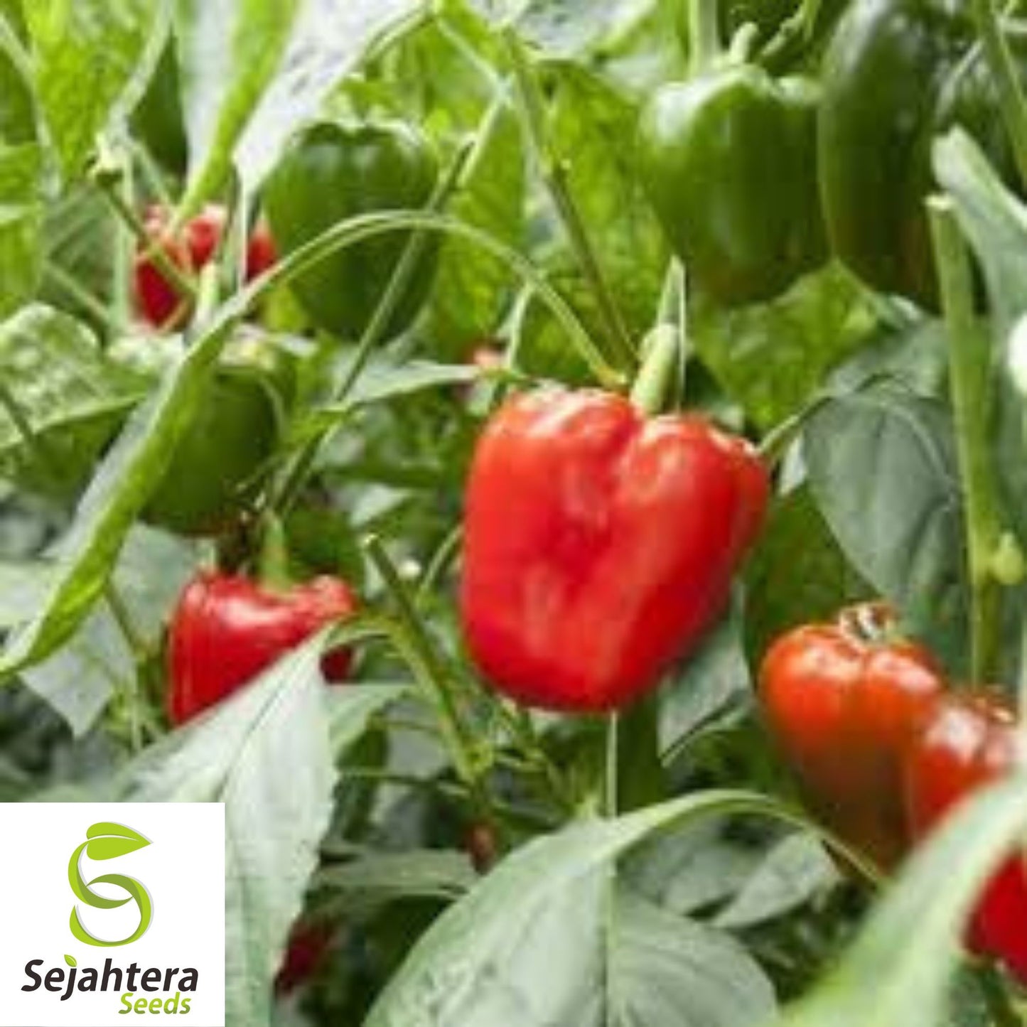Giant Red Bell Pepper Seeds - 30+ Heirloom, Organic, Non-GMO, Sweet & Fresh