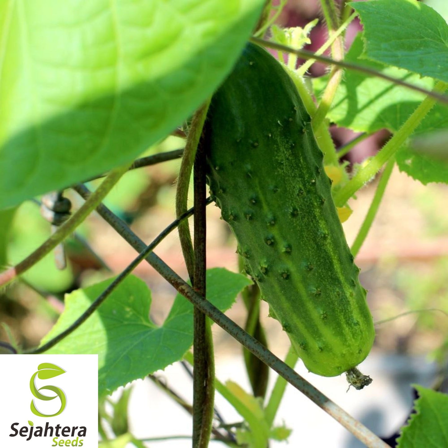 100+ Arkansas Little Leaf Cucumber Seeds - Heirloom, Organic, Non-GMO & High-Yield