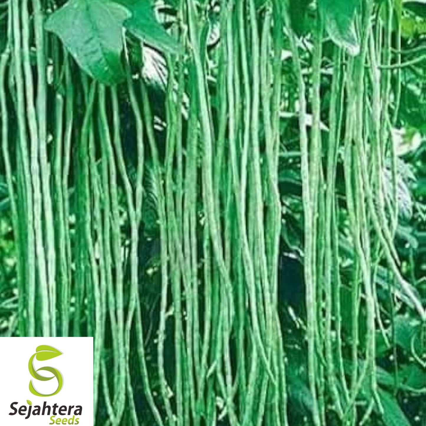 50+ Yard Long Cowpea Bean Seeds - Heirloom, Non-GMO, High-Yield & Nutritious