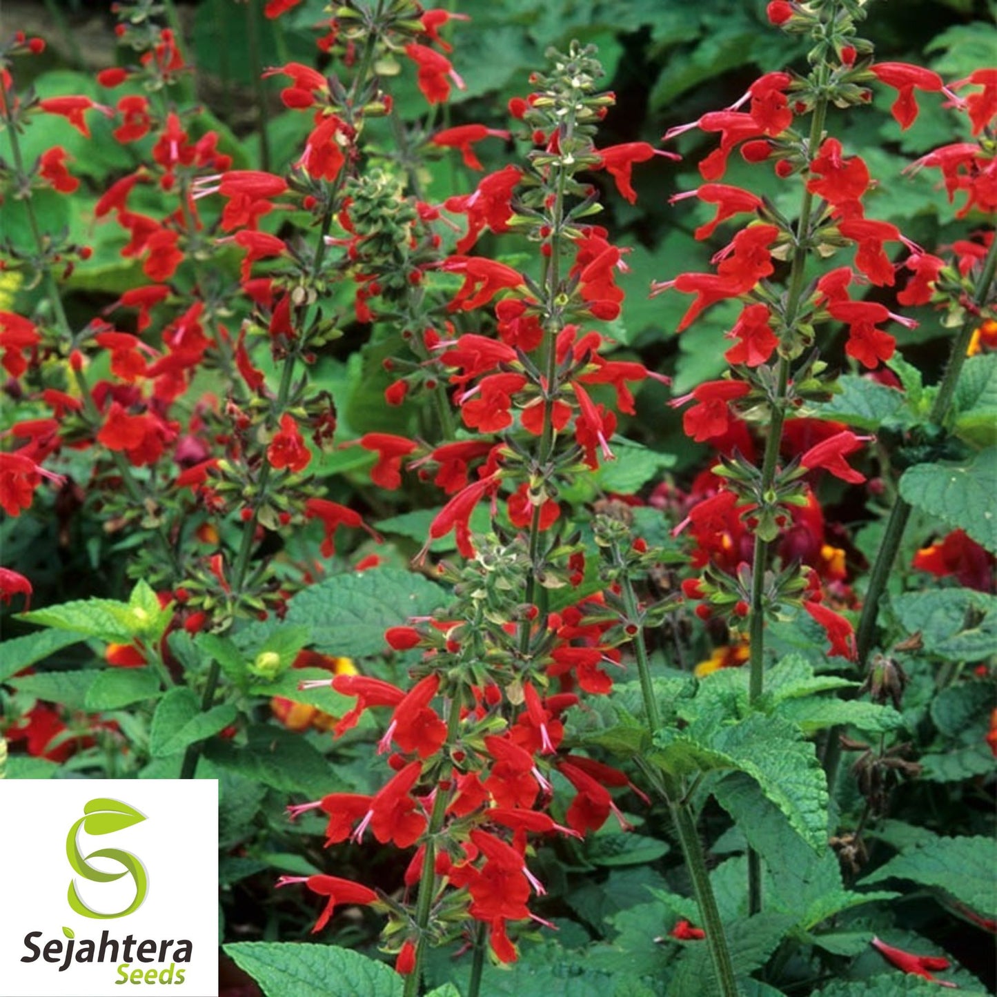 500+ Sage Seeds Scarlet Red {Salvia coccinea} Medicinal Herb Wildflower