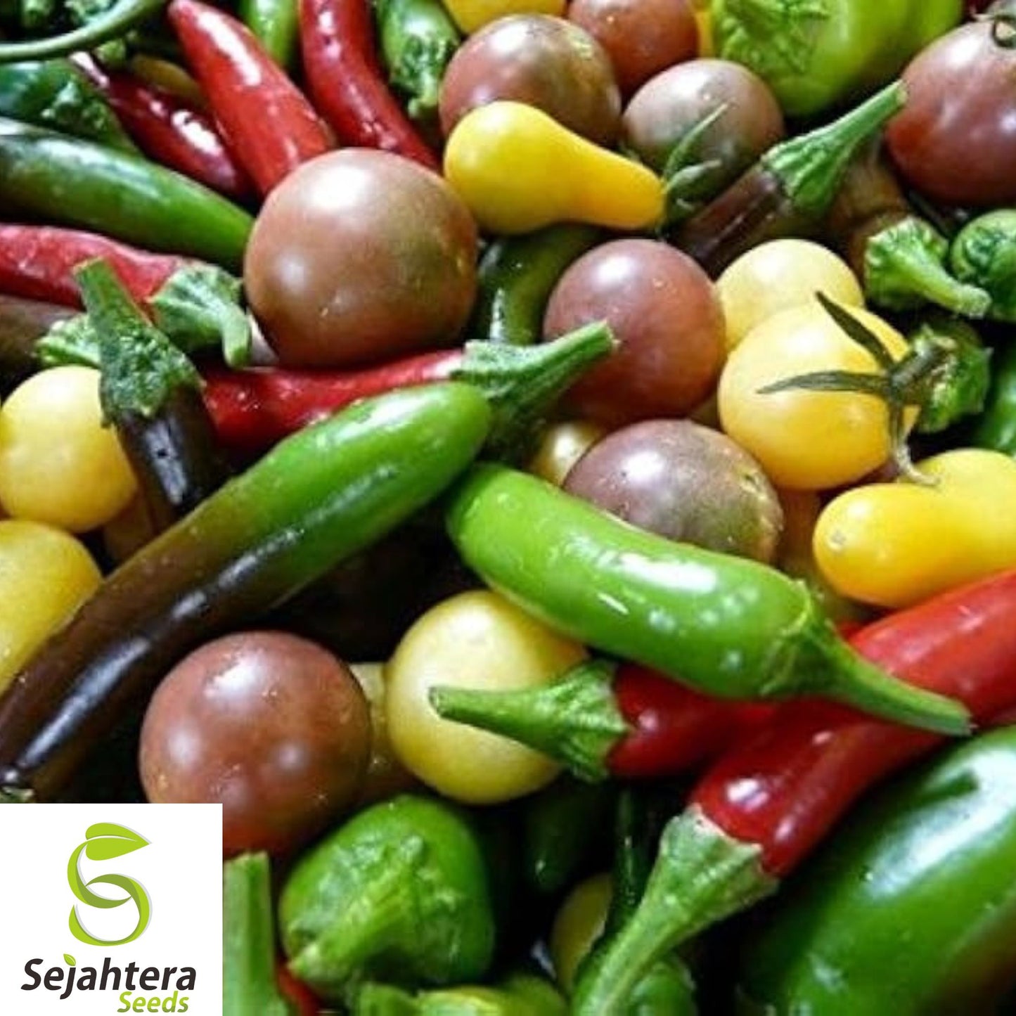 100+ Hot & Happy Pepper Mix Seeds - Heirloom, Large Variety, Spicy & Colorful