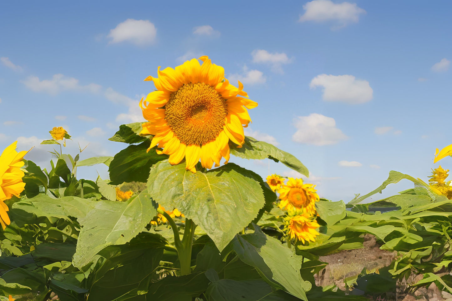 Mongolian Giant Sunflower (Helianthus annuus 'Mongolian Giant')