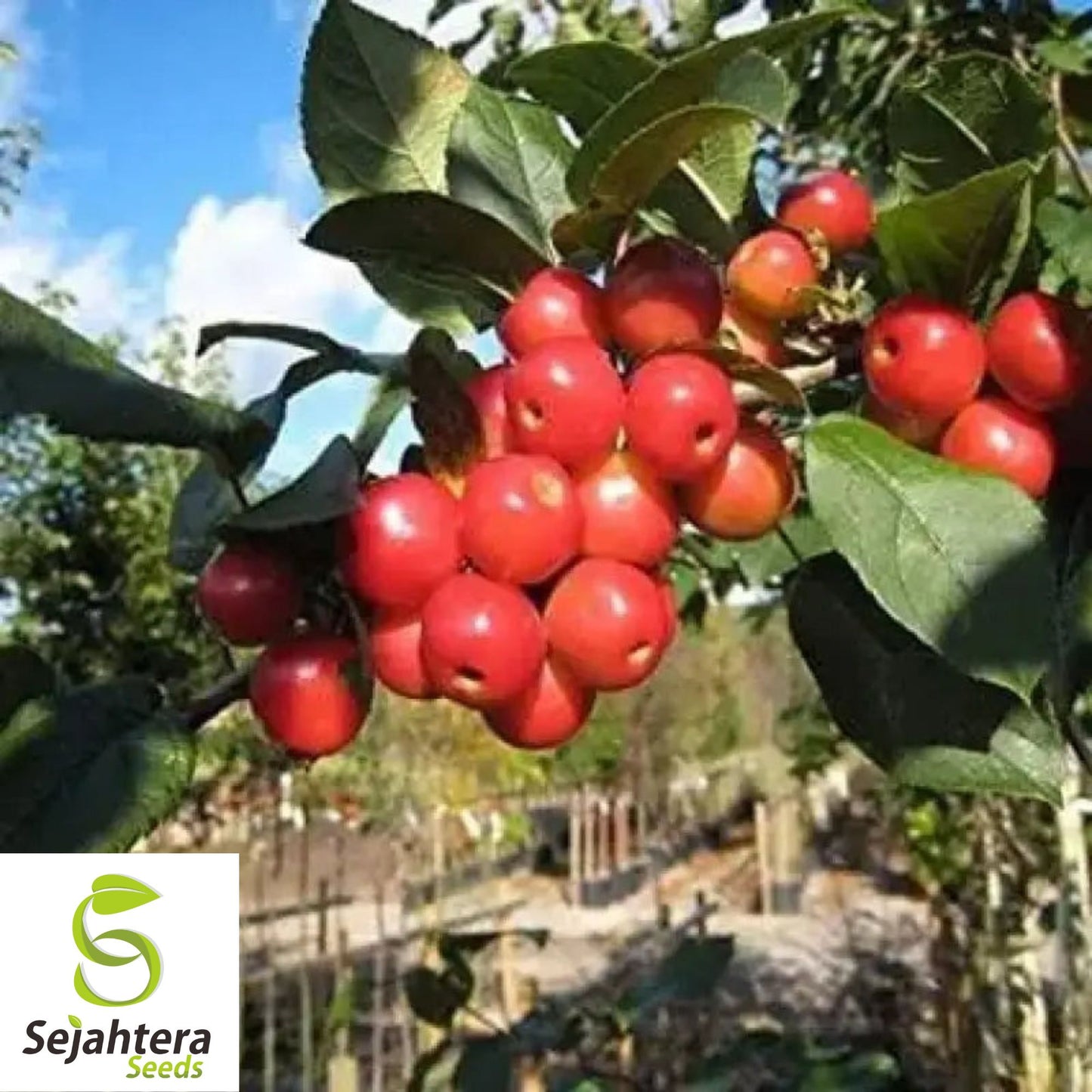 Siberian Crab Apple Seeds {Malus baccata} Edible | Bonsai 15 Seeds