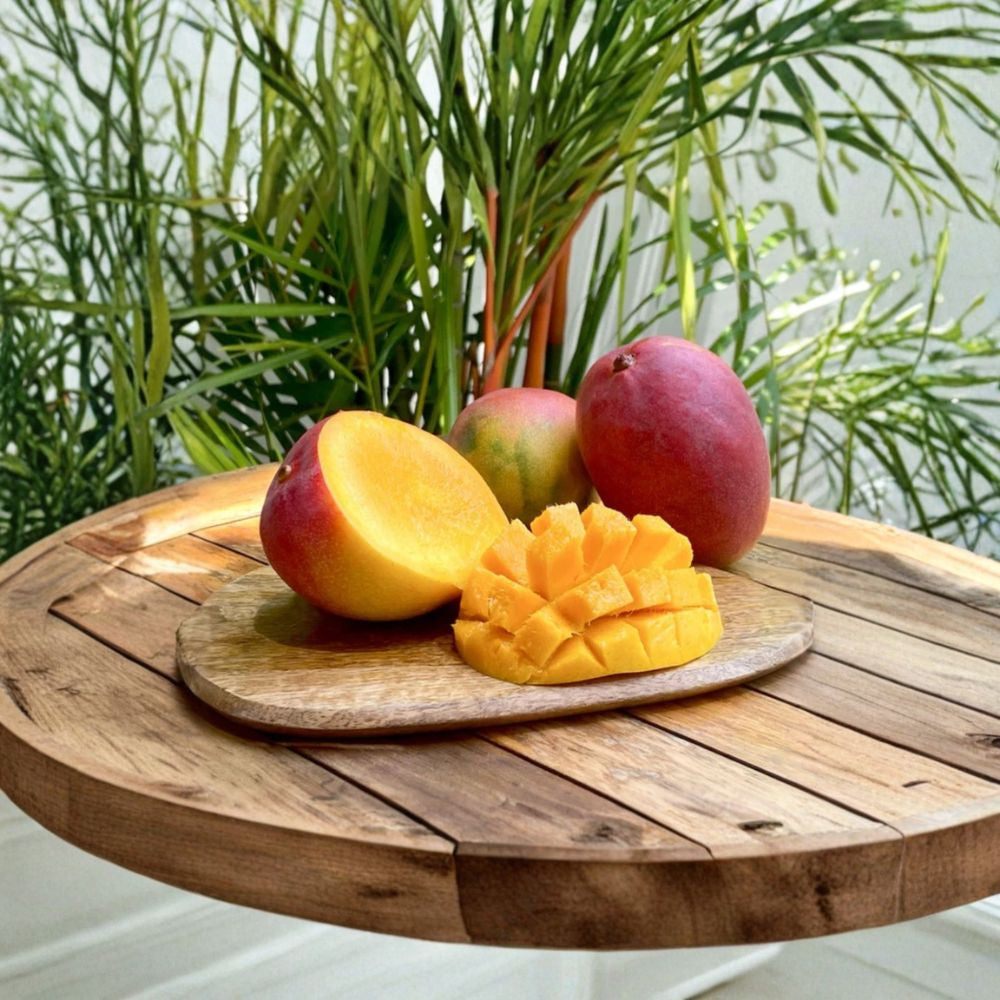 Glenn Mango Tree – Mangifera indica Grafted Live Tree | 3 Feet Tall | 3-Gal Pot Sweet Fiberless Mango | Compact Growth | No Ship to CA, HI, PR, GU, AK