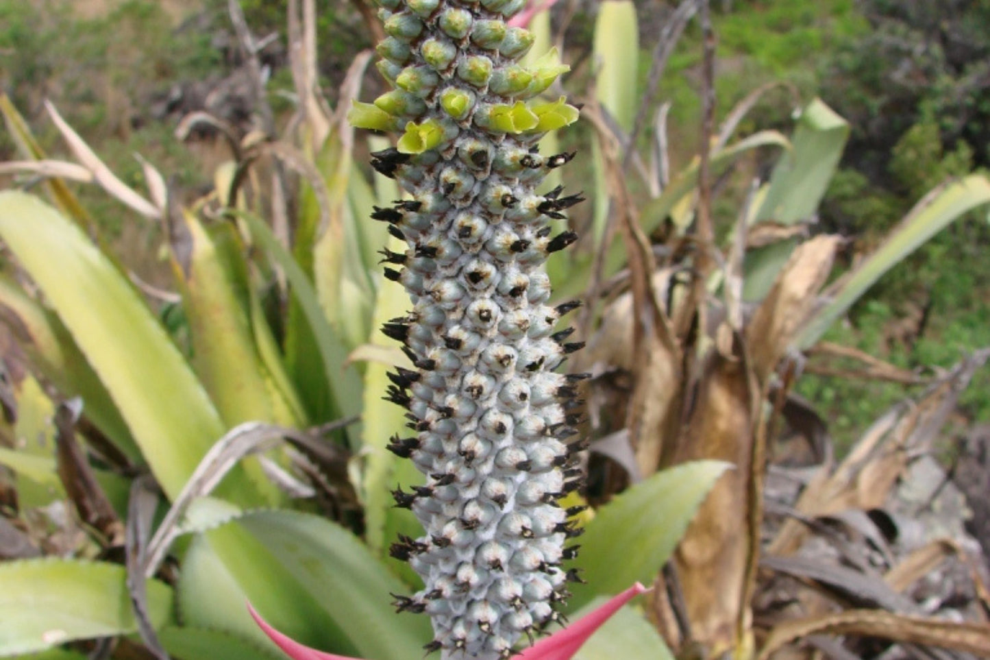 Bromeliad Plant 4 Inch Pot Aechmea Bromelifolia Green | Tropical Indoor Houseplant | Easy Care & Low Light