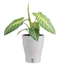 Trending Tropical Xanthosoma Indoor Plant | Live Houseplant in 6 Inch Self-Watering Pot | Easy Care Rare Foliage Plant