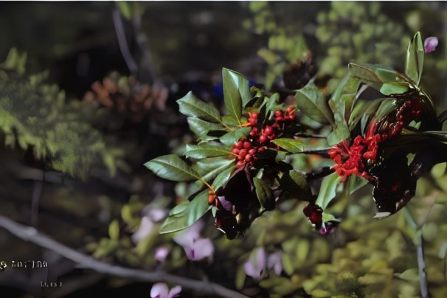 American Holly (Ilex opaca Southern)