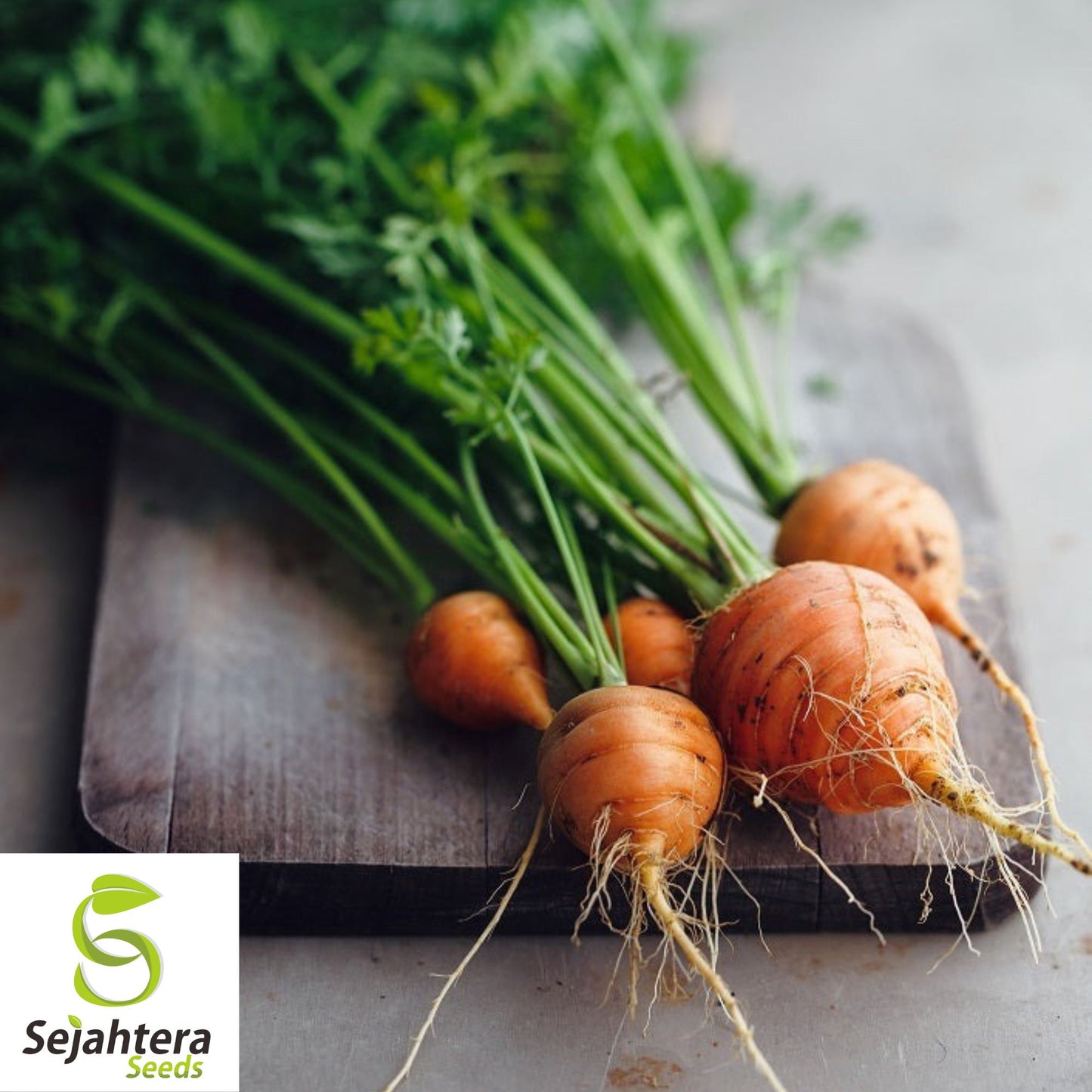 300 Parisian Market Carrot Seeds - Non-GMO, Sweet & Round Variety