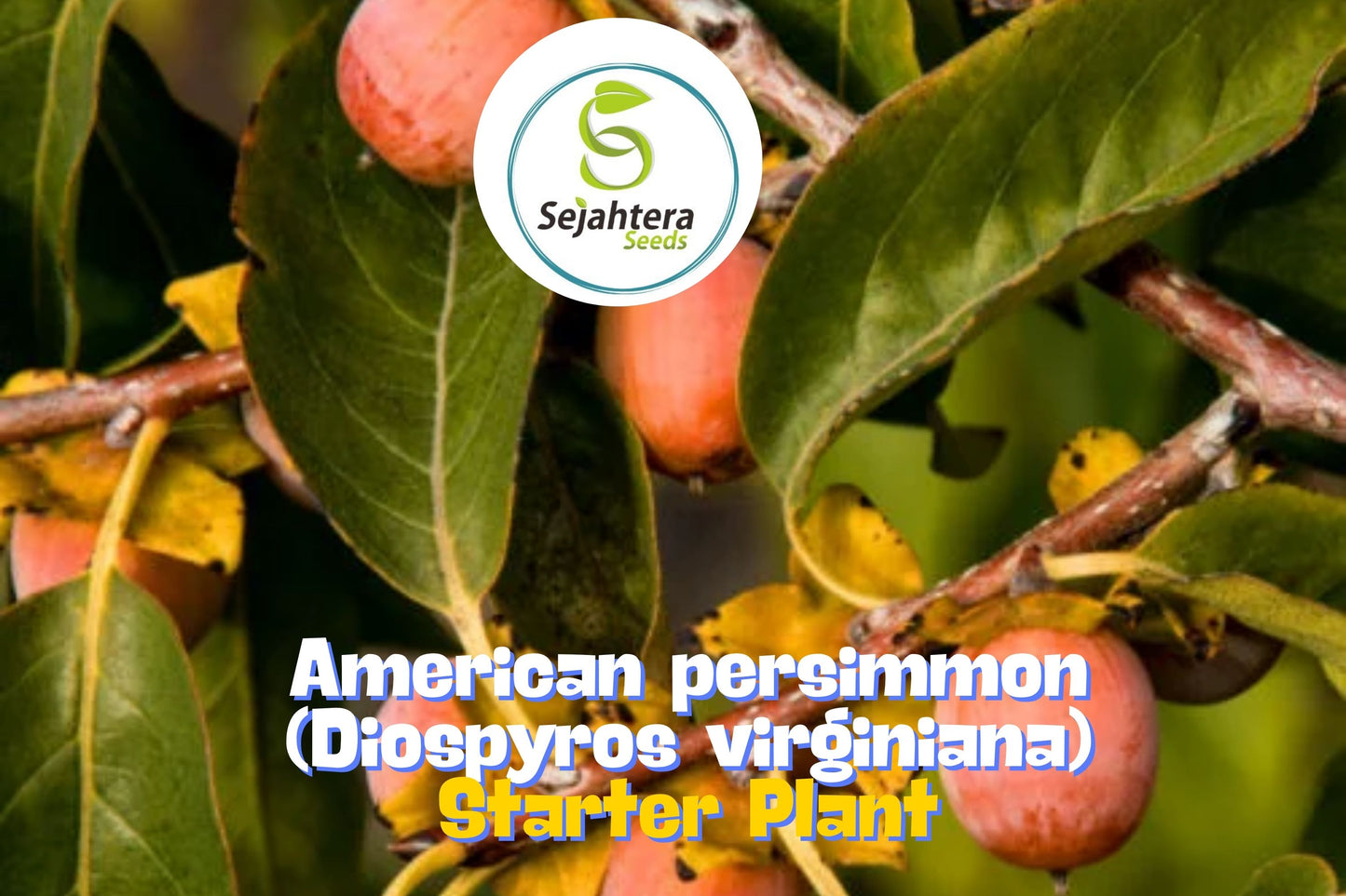 3 American Native Persimmon Trees | Diospyros Virginiana Seedlings
