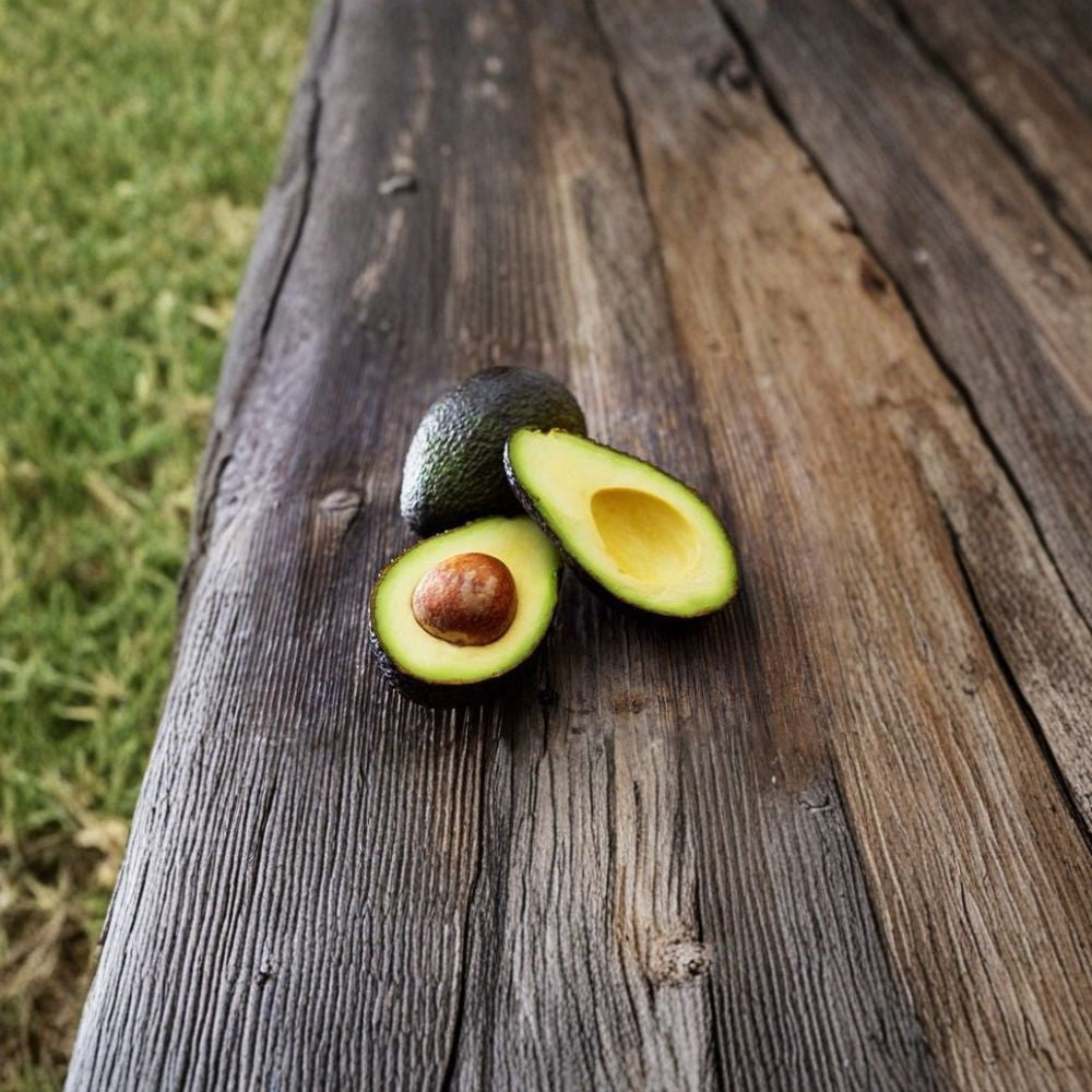 Avocado Seedling – Persea americana Live Plant | Grower’s Choice Size | Ships in Pot Tropical Starter Tree | Easy to Grow | Ready to Transplant