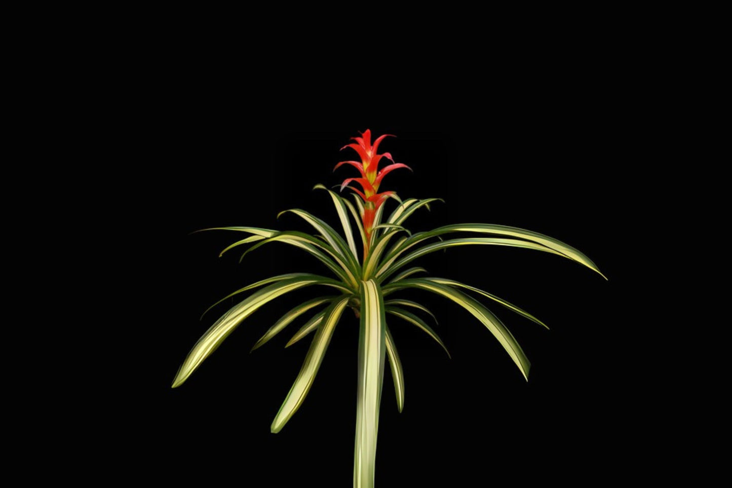 Bromeliad Plant Guzmania Musaica Variegate 6" Pot - Rare Tropical Houseplant for Indoor Gardening and Decor