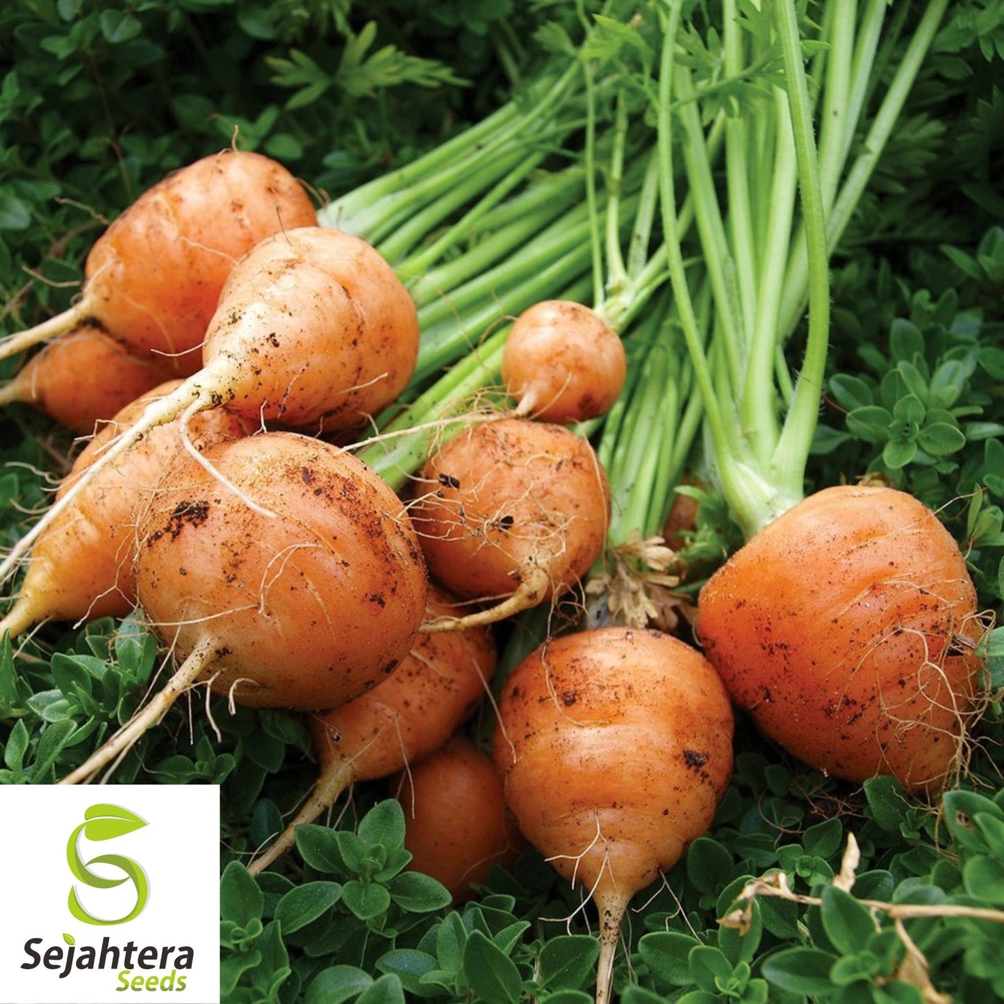 300 Parisian Market Carrot Seeds - Non-GMO, Sweet & Round Variety