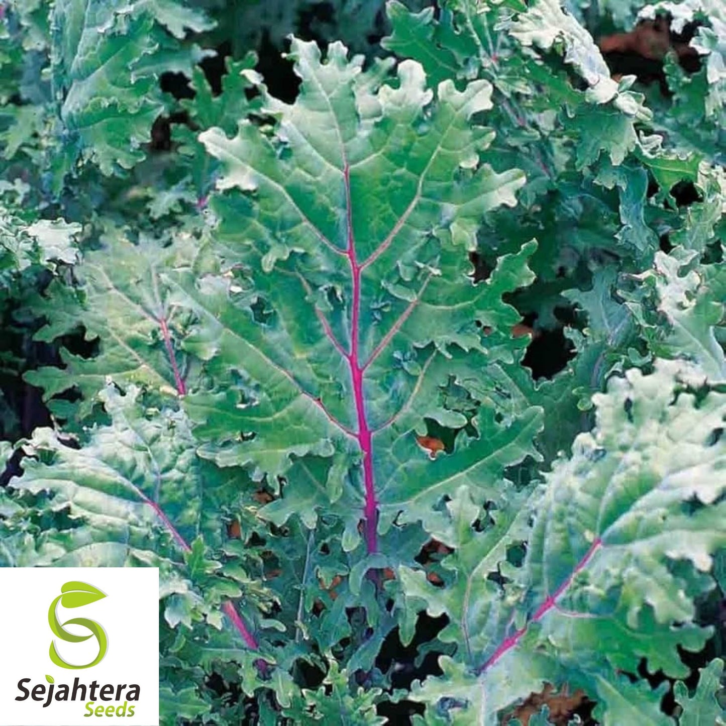 500 Red Russian Kale Seeds - Non-GMO, Tender & Nutritious Heirloom Variety