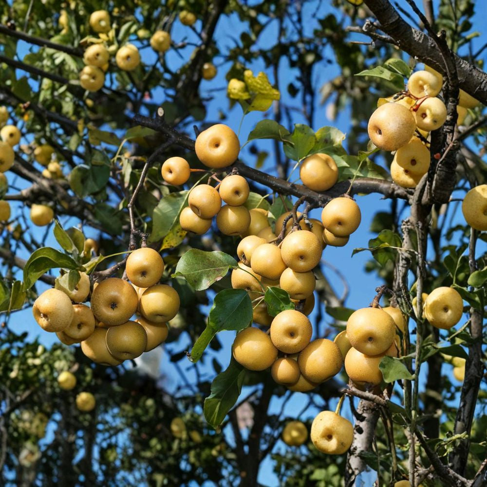 Shinseiki Asian Pear Tree – Pyrus pyrifolia ‘Shinseiki’ Live Tree | 4–6 Ft Tall | Sweet Crisp Fruit Early Season Variety | Low Chill | Hardy Zones 5–10