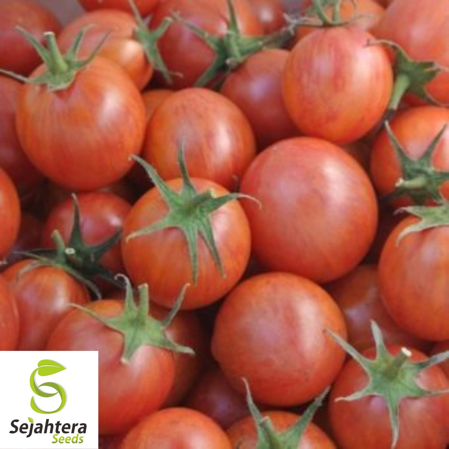 30 Isis Candy Cherry Tomato Seeds - Non-GMO, Sweet & Colorful Heirloom Variety