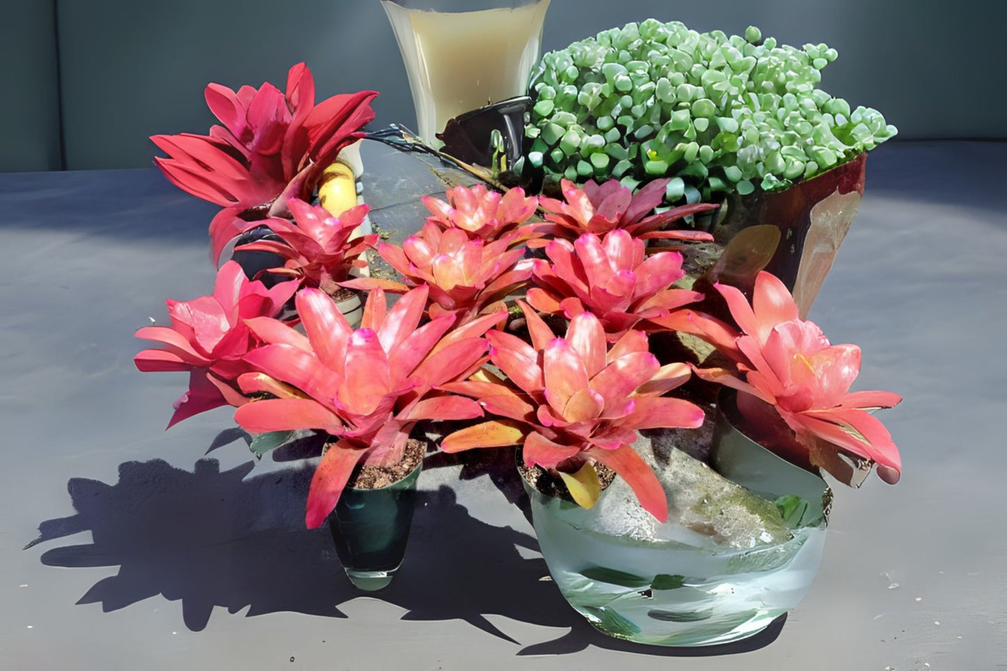 Neoregelia Petra Plant in 6" Pot - Tropical Bromeliad - Neoregelia 'Petra' - Live Houseplant for Indoor Decor