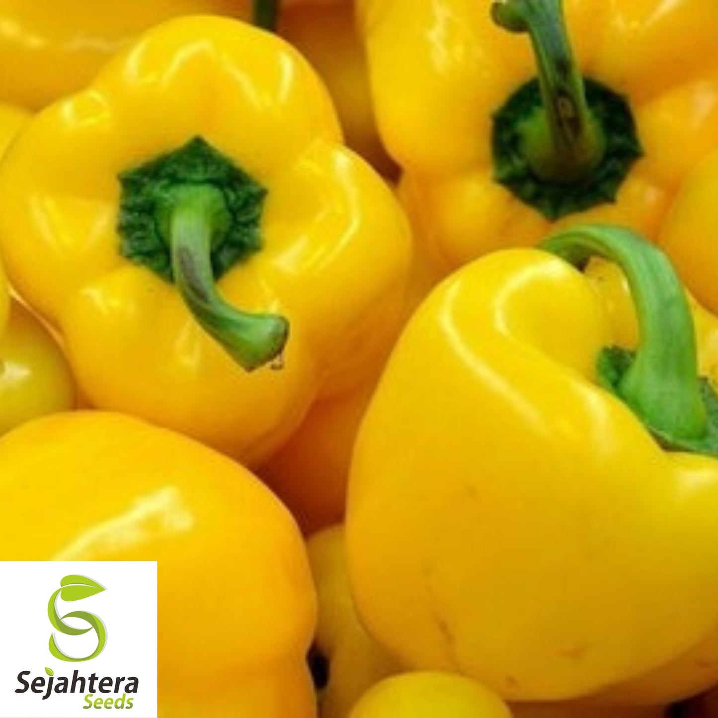 25+ Sunbright Yellow Bell Pepper Seeds - Heirloom, Non-GMO Sweet Variety