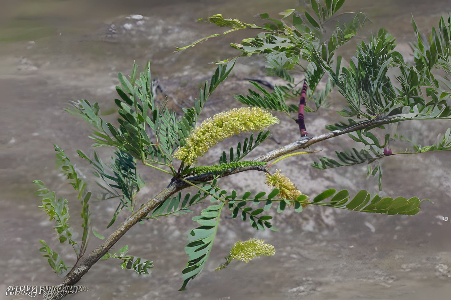 Honey Mesquite Mesquite (Prosopis glandulosa)