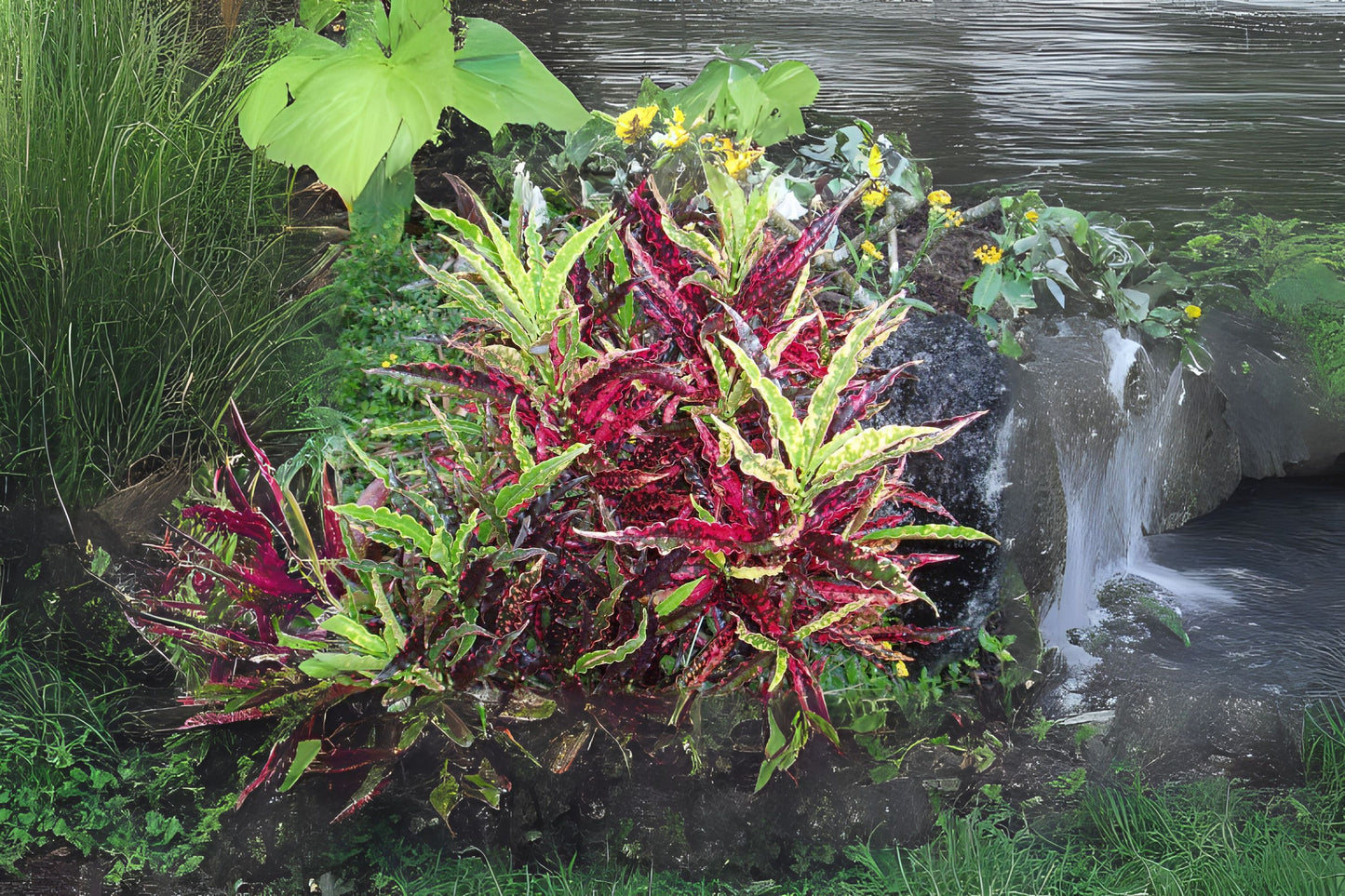 Croton Plant Starter - Piecrust Mortimer - Heirloom Multi-Color Variegated Leaves - Codiaeum variegatum - 4" Root Zone