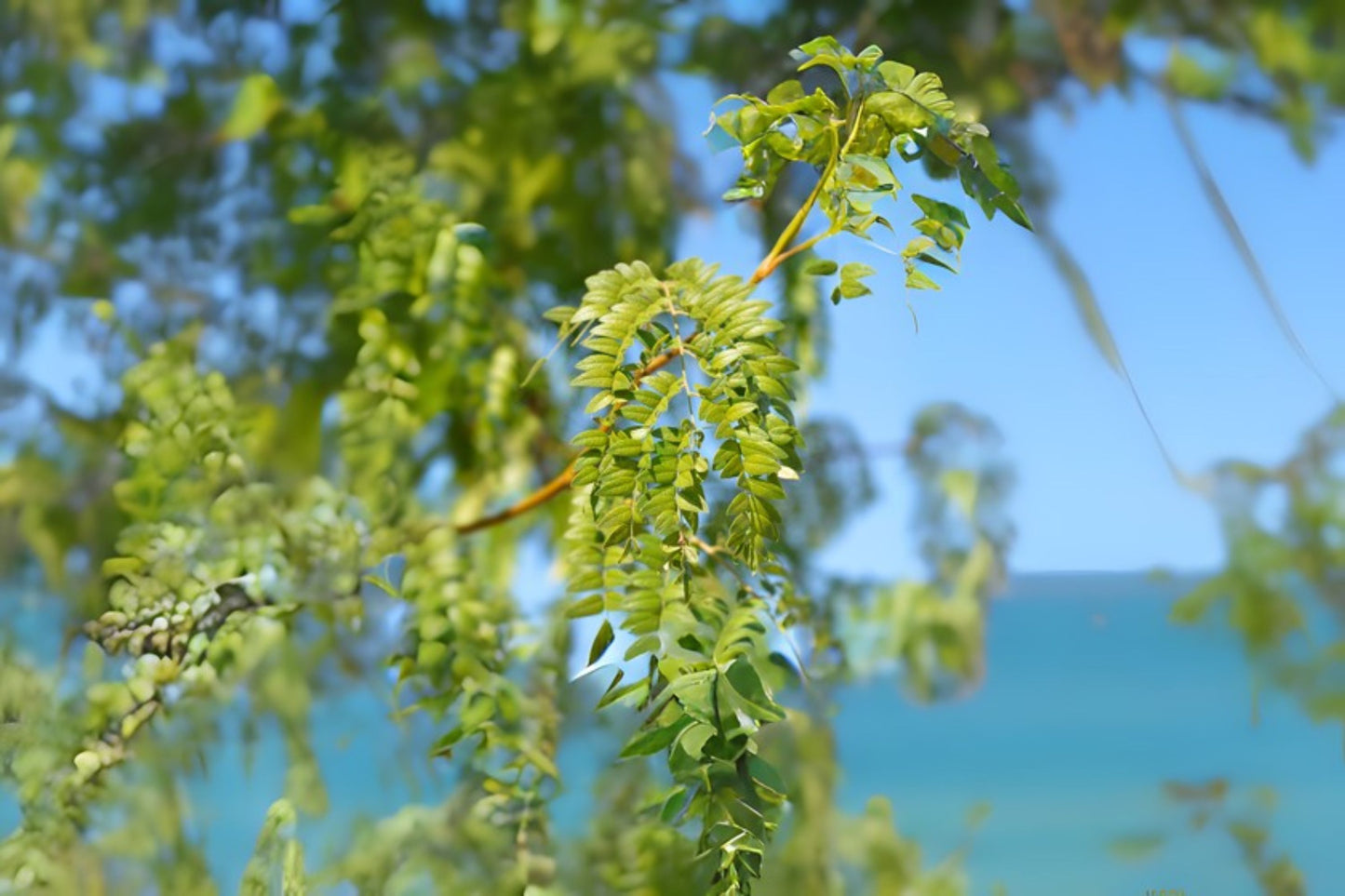 Delavays Locust (Gleditsia delavayi)
